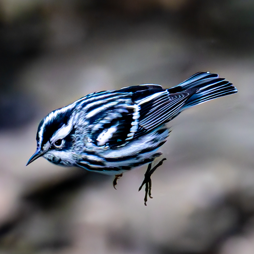 Black & White Warbler gliding from one branch to the next in the Loch, CP, NYC #birdcpp #TwitterNatureCommunity #birdsofinstagram #britishnatureguide #naturephotography #birdphotography #twitterphotography #wildbirdphotography #nikonphotography #nycaudubon