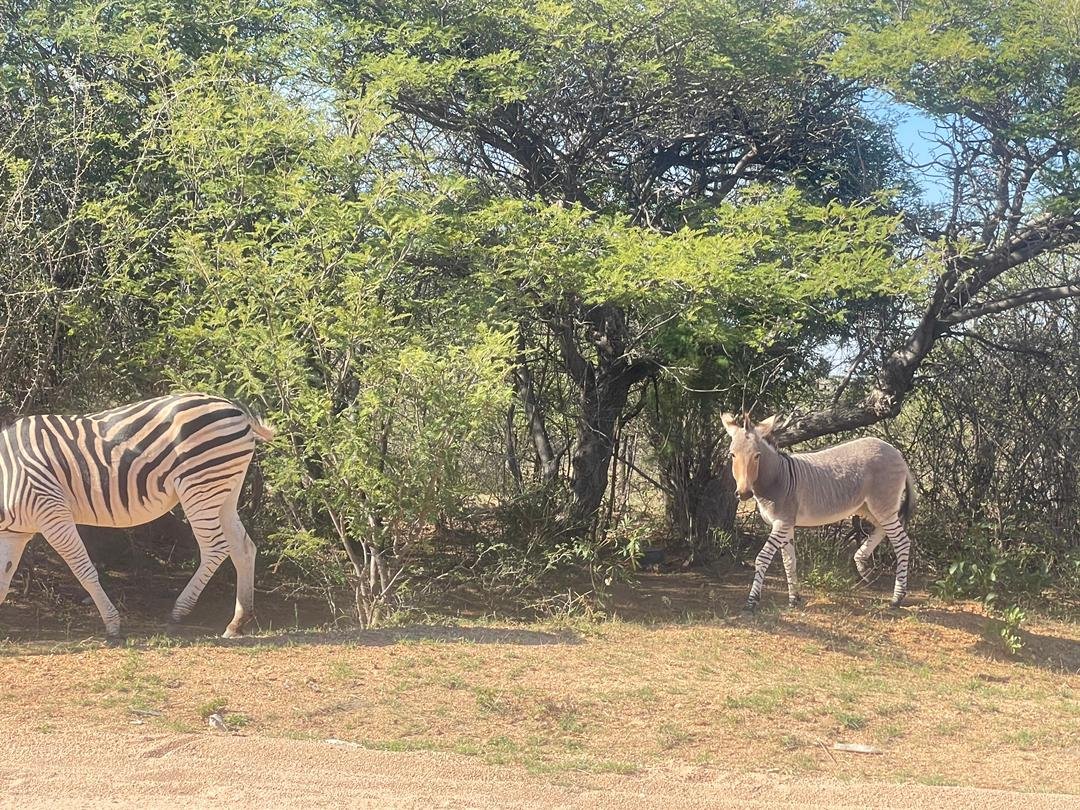 Ladies and gentlemen, what you see there are not an AI generated images. These images were taken this afternoon near Makhulela Business Centre in Plumtree. What you see there is a hybrid product of a donkey and a zebra. That zebra is now domesticated. These lovely animals are…