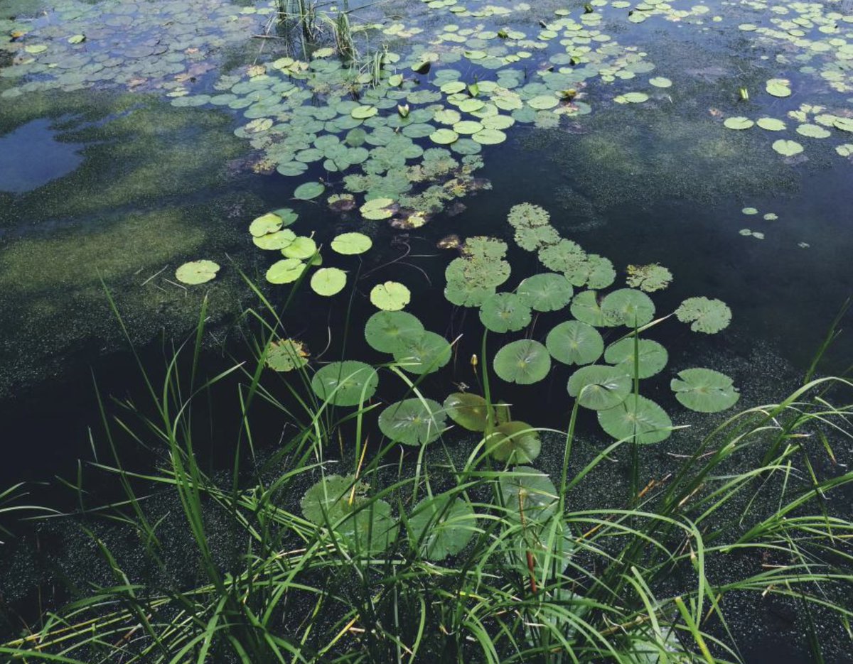 THE DANGER OF AQUATIC WEEDS

We're all familiar with weeds in the ground, but what about that uninvited guests in the waters? Aquatic weeds can wreak havoc on a pond, and successful pond maintenance will address this risk...

aquaticrestoration.net/the-danger-of-…