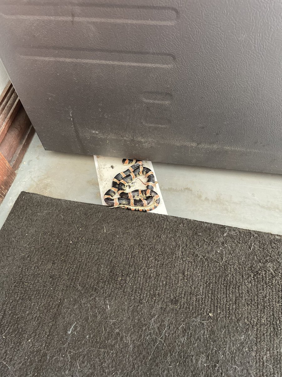 BensonHenderson's tweet photo. Does anyone happen to know what kind of snake this is??? https://t.co/q0ufv9FO07