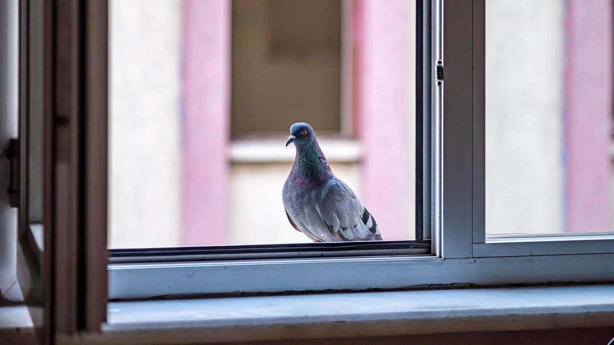 Te doy 5 minutos para que retires tu dron del CNI de mi ventana. Gracias.