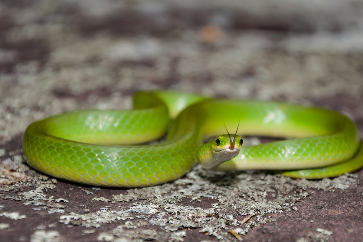 Why snakes are the most 'misunderstood' animals in West Virginia trib.al/7lATvKt