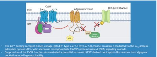 Calcium‐sensing receptor regulates Kv7 #IonChannels via Gi/o protein signalling and modulates excitability of human induced pluripotent stem cell‐derived nociceptive‐like neurons - Chuinsiri - British Journal of Pharmacology #OpenAccess buff.ly/4aJ7VtO
@BrJPharmacol