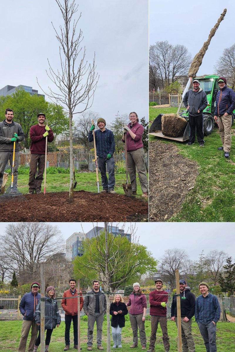 Fenway Civic (@fenwaycivic) on Twitter photo Thank you to <a href="/FenwayCivic/">Fenway Civic</a> members, the amazing arborists at <a href="/BostonParksDept/">Boston Parks and Recreation Department</a>, Jack Schleifer from <a href="/EmNecklaceBos/">Emerald Necklace Conservancy</a> and <a href="/Normsoilscience/">The Growing Tree</a> for helping plant this beautiful sweetgum tree in the Back Bay Fens <a href="/FenwayGardens/">FenwayVictoryGardens</a> this morning! #urbanforestry #bosparks #fenway Thank you to <a href="/FenwayCivic/">Fenway Civic</a> members, the amazing arborists at <a href="/BostonParksDept/">Boston Parks and Recreation Department</a>, Jack Schleifer from <a href="/EmNecklaceBos/">Emerald Necklace Conservancy</a> and <a href="/Normsoilscience/">The Growing Tree</a> for helping plant this beautiful sweetgum tree in the Back Bay Fens <a href="/FenwayGardens/">FenwayVictoryGardens</a> this morning! #urbanforestry #bosparks #fenway