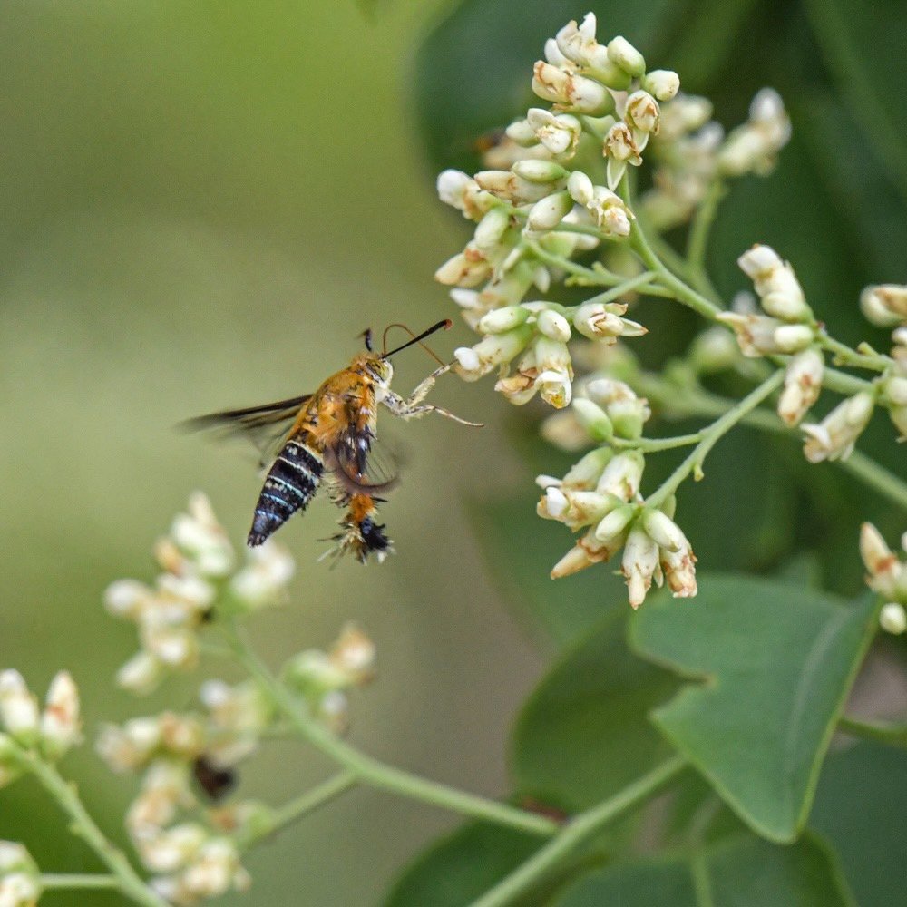 pr_prdnp's tweet photo. แมลงผสมเกสร (Pollinators) อีกหนึ่งบทบาทสำคัญของระบบนิเวศ
เมื่อถึงฤดูกาลออกดอกของพรรณไม้หลากชนิด ถือเป็นช่วงเวลาที่เหล่าแมลงผู้ช่วยผสมเกสรให้กับดอกไม้  แสดงให้เห็นชัดถึงความหลากหลายทางชีวภาพของสัตว์จำพวกแมลง 

#แมลง #ผสมเกสร #ระบบนิเวศ
#ภูแลนคา #กรมอุทยานแห่งชาติ #สบอ7นครราชสีมา https://t.co/4UjdAbtA3a