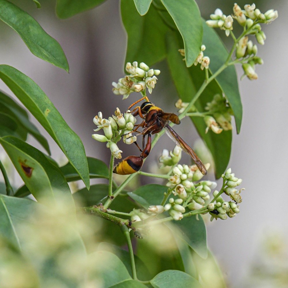 pr_prdnp's tweet photo. แมลงผสมเกสร (Pollinators) อีกหนึ่งบทบาทสำคัญของระบบนิเวศ
เมื่อถึงฤดูกาลออกดอกของพรรณไม้หลากชนิด ถือเป็นช่วงเวลาที่เหล่าแมลงผู้ช่วยผสมเกสรให้กับดอกไม้  แสดงให้เห็นชัดถึงความหลากหลายทางชีวภาพของสัตว์จำพวกแมลง 

#แมลง #ผสมเกสร #ระบบนิเวศ
#ภูแลนคา #กรมอุทยานแห่งชาติ #สบอ7นครราชสีมา https://t.co/4UjdAbtA3a