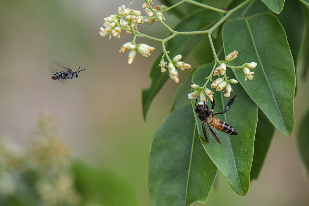 pr_prdnp's tweet photo. แมลงผสมเกสร (Pollinators) อีกหนึ่งบทบาทสำคัญของระบบนิเวศ
เมื่อถึงฤดูกาลออกดอกของพรรณไม้หลากชนิด ถือเป็นช่วงเวลาที่เหล่าแมลงผู้ช่วยผสมเกสรให้กับดอกไม้  แสดงให้เห็นชัดถึงความหลากหลายทางชีวภาพของสัตว์จำพวกแมลง 

#แมลง #ผสมเกสร #ระบบนิเวศ
#ภูแลนคา #กรมอุทยานแห่งชาติ #สบอ7นครราชสีมา https://t.co/4UjdAbtA3a