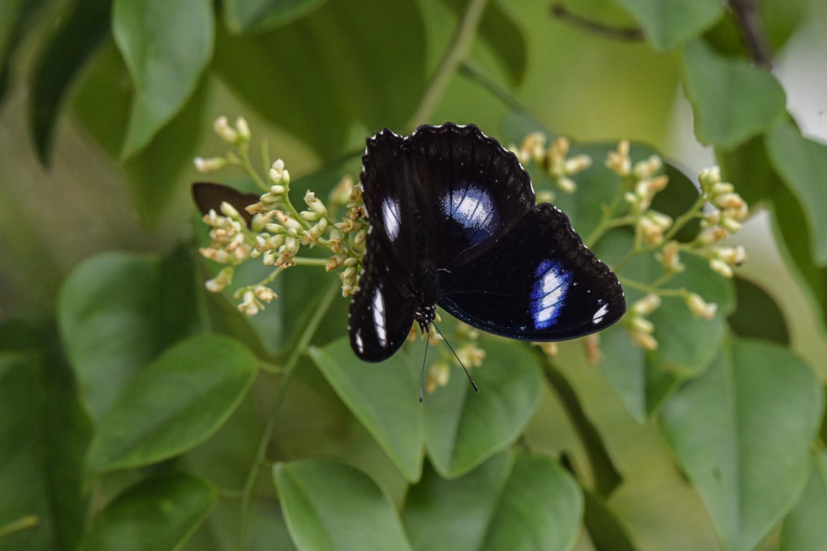 pr_prdnp's tweet photo. แมลงผสมเกสร (Pollinators) อีกหนึ่งบทบาทสำคัญของระบบนิเวศ
เมื่อถึงฤดูกาลออกดอกของพรรณไม้หลากชนิด ถือเป็นช่วงเวลาที่เหล่าแมลงผู้ช่วยผสมเกสรให้กับดอกไม้  แสดงให้เห็นชัดถึงความหลากหลายทางชีวภาพของสัตว์จำพวกแมลง 

#แมลง #ผสมเกสร #ระบบนิเวศ
#ภูแลนคา #กรมอุทยานแห่งชาติ #สบอ7นครราชสีมา https://t.co/4UjdAbtA3a