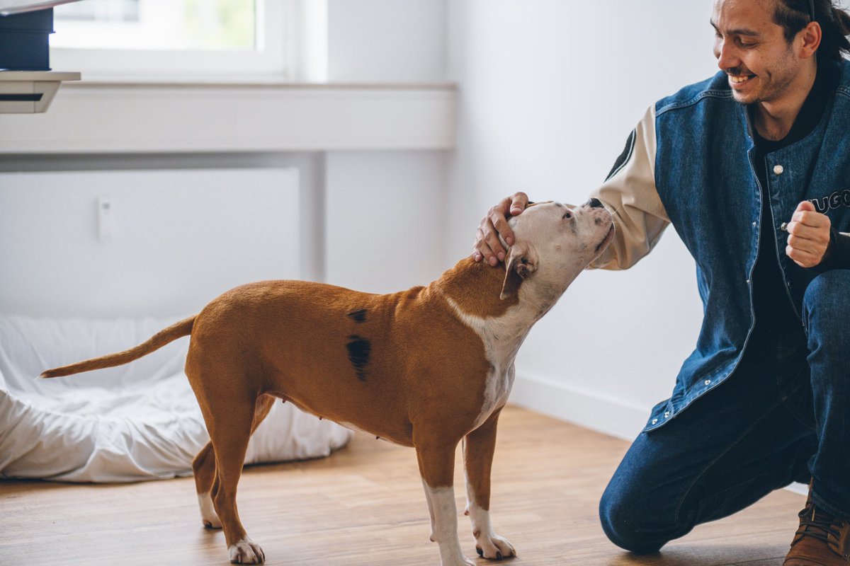 Şu köpekler tabiatlarında ne kadar iyi özellik varsa sergilemek istiyorlar.