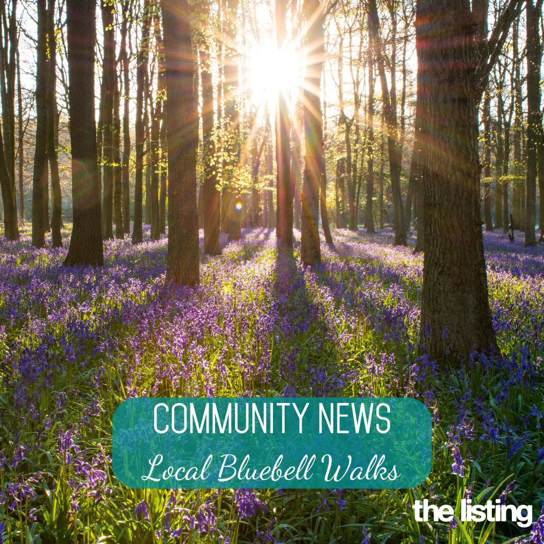 Bluebells are a clear sign that spring is in full swing. We have found some of the best bluebell walks in the local area, brightening up your spring walks!

To read more: 
bit.ly/LocalBluebellW… 

#CommunityNews #Bluebells #BluebellWalks #BluebellWoods