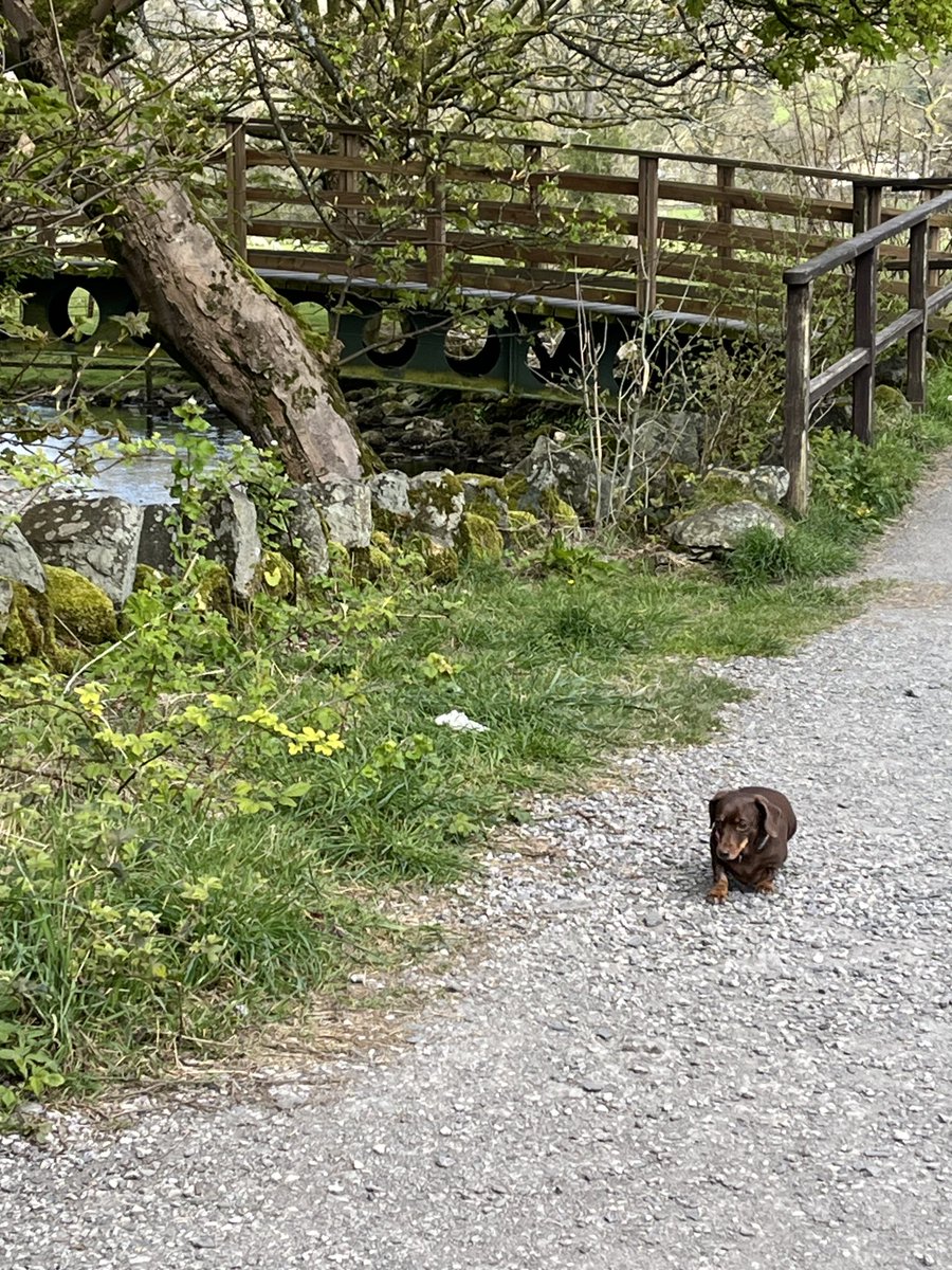 Been a lovely walk this morning in Grasmere - lots of lambs and Bluebells