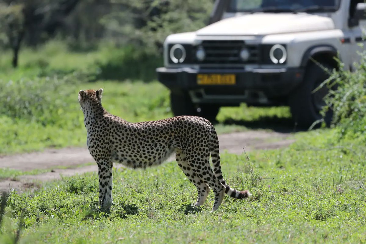 Serengeti Cheetah (@serengeticheeta) on Twitter photo The earth is not ours to inherit; it's borrowed from future generations. Let's conserve it wisely. #cheetahswemonitor
<a href="/SarahMDurant/">Prof Sarah Durant</a> <a href="/AnneWHilborn/">Anne Hilborn</a> <a href="/OfficialZSL/">ZSL</a> <a href="/hmk_oneill/">Dr Helen O'Neill</a> <a href="/CCIAfrica/">Africa Range Wide Cheetah Conservation Initiative</a> <a href="/MunisiKelvin/">kelvin munisi</a> <a href="/denzminja271/">Dennis</a> The earth is not ours to inherit; it's borrowed from future generations. Let's conserve it wisely. #cheetahswemonitor
<a href="/SarahMDurant/">Prof Sarah Durant</a> <a href="/AnneWHilborn/">Anne Hilborn</a> <a href="/OfficialZSL/">ZSL</a> <a href="/hmk_oneill/">Dr Helen O'Neill</a> <a href="/CCIAfrica/">Africa Range Wide Cheetah Conservation Initiative</a> <a href="/MunisiKelvin/">kelvin munisi</a> <a href="/denzminja271/">Dennis</a>