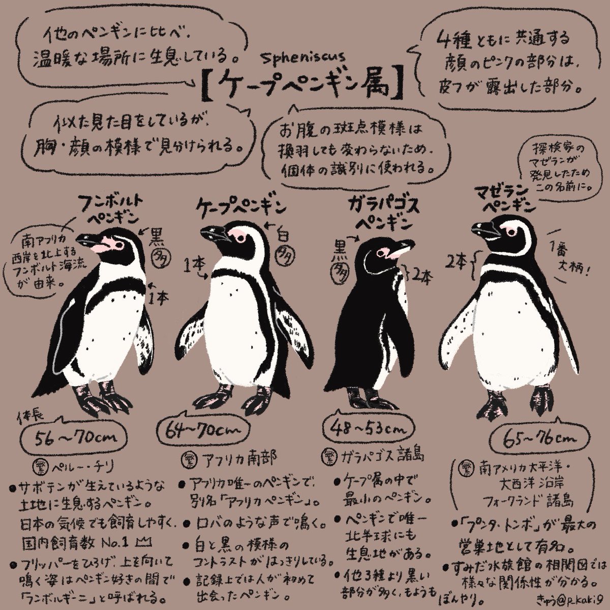 4月25日は #世界ペンギンの日 !

ついに明日!ということで、今日もペンギンを情報量多め(主観もあり)で紹介していきます🐧

今日は見分けにコツがいるこの2属🐧🐧 