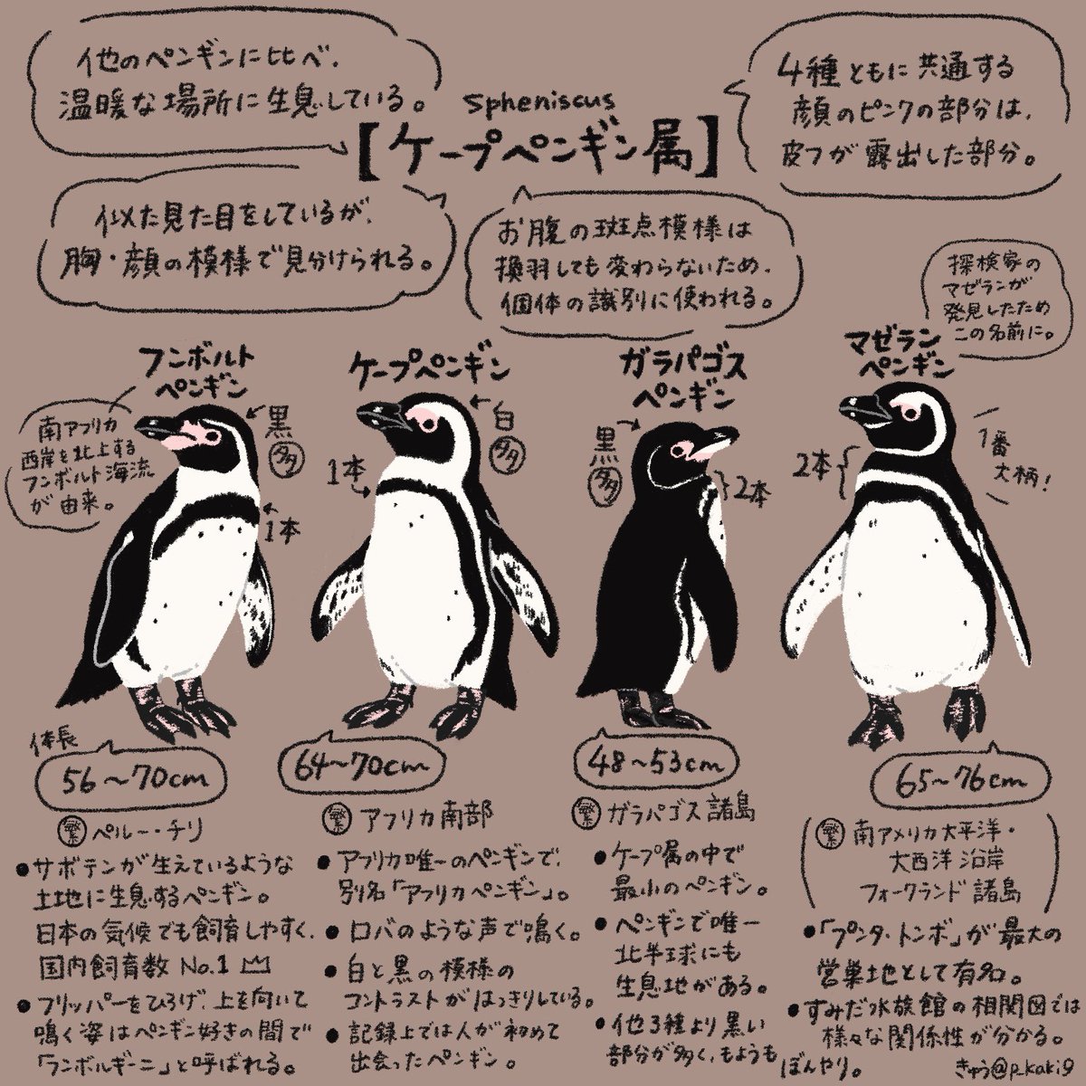 4月25日は #世界ペンギンの日 !
ついに明日!ということで、今日もペンギンを情報量多め(主観もあり)で紹介していきます🐧
今日は見分けにコツがいるこの2属🐧🐧