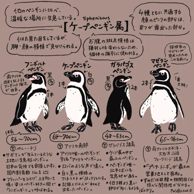 4月25日は #世界ペンギンの日 !ついに明日!ということで、今日もペンギンを情報量多め(主観もあり)で紹介していきます今日は見分けにコツがいるこの2属 