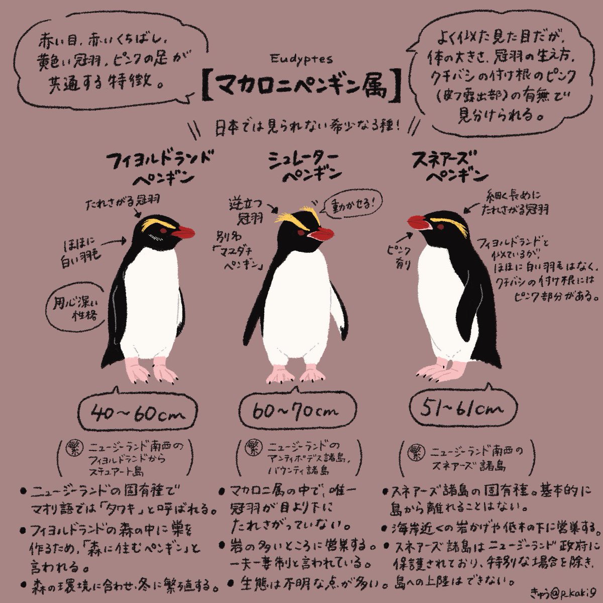 4月25日は #世界ペンギンの日 !

ついに明日!ということで、今日もペンギンを情報量多め(主観もあり)で紹介していきます🐧

今日は見分けにコツがいるこの2属🐧🐧 