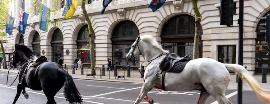 Des chevaux de l'armée britannique se sont enfuis d'un entraînement quotidien. Ils ont causé des dégâts dans le centre de Londres. Au moins 4 blessés ont été signalés

#Horse #centrallondon #London #buckinghampalace