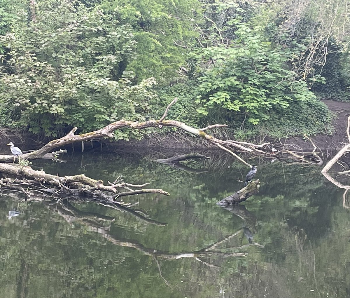 Heron and cormorant.