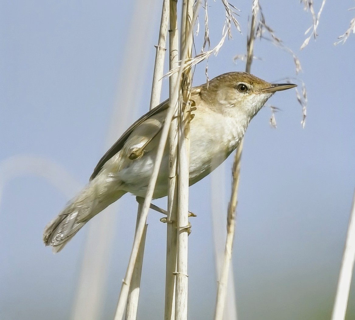 Reed Warbler on the Somerset levels