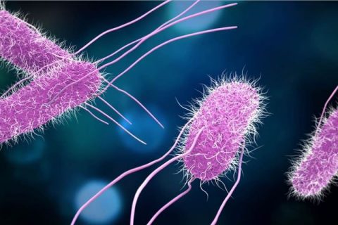 biodipia's tweet photo. ¿Te preguntas qué puedes tener en común con la #levadura que utilizas cuando haces un bizcocho, y qué os separa a ambos de la #bacteria que invade tu cuerpo cuando tienes una infección? ¿Conoces la diferencia entre esas mismas bacterias y las mal llamadas “arqueobacterias”? https://t.co/CgFrPS42gC