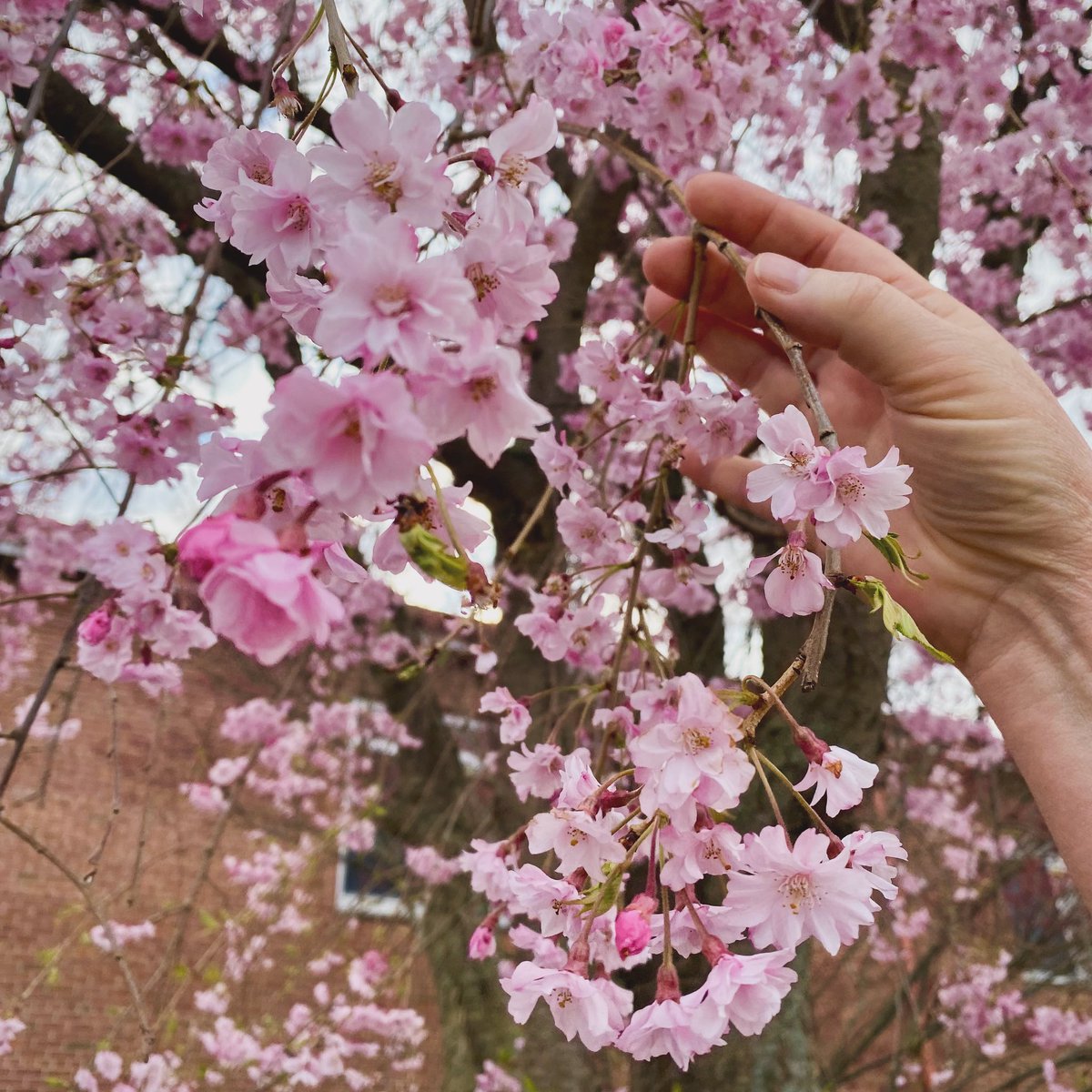 Jbusc33's tweet photo. #flowers #blossom #beautiful #colorfull #springflowers #arbotoreum #pictures_to_keep #blossomsofinstagram #just_newyork @News_8 @13WHAM @news10nbc @shutterbugpix @bhphoto @ROCTopShot #roc_photographer_of_the_day https://t.co/uPAiiYD5IV