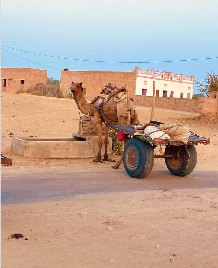 Camel Cart 🐫 #Rajasthan