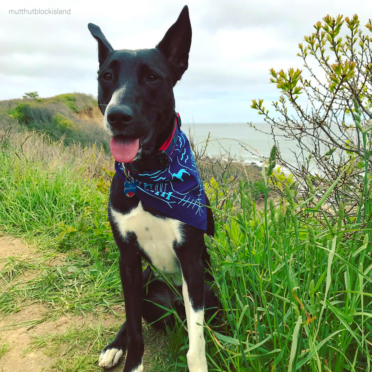BlockIsleFerry's tweet photo. April on Block Island means fewer crowds and more opportunities to explore at your own pace. It's the ultimate off-season escape!
#ExploreBlockIsland #WeekendGetaway #BIF #BlockIsland #SailAway #BlockIslandFerry https://t.co/XlKqg6qNke