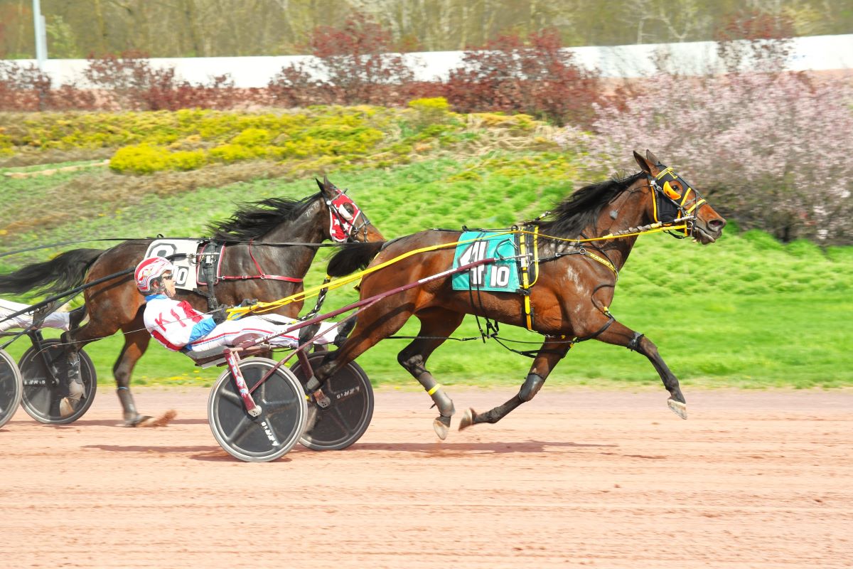 Passionate Promise Game Of Claims series champion Read now bit.ly/3xKzxQu Salonick Photo #harnessracing