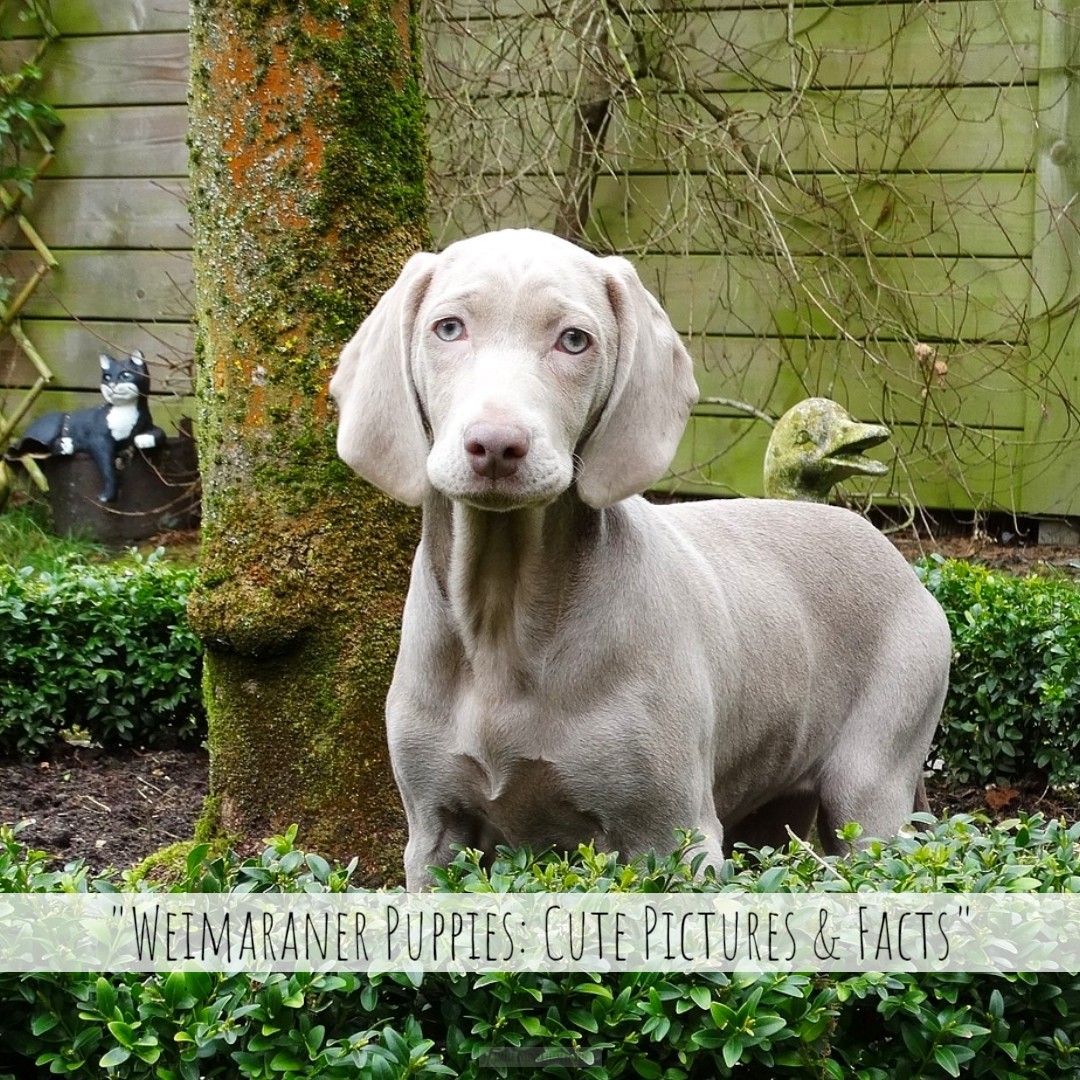 'Here are a few facts you should know about Weimaraner puppies if you plan to make one a part of your family.' - dogtime.com/puppies/74029-…

#homesittersltd #DogTime #MaggieClancy #dog #dogs #Weimaraner #puppy #puppies #fact #facts