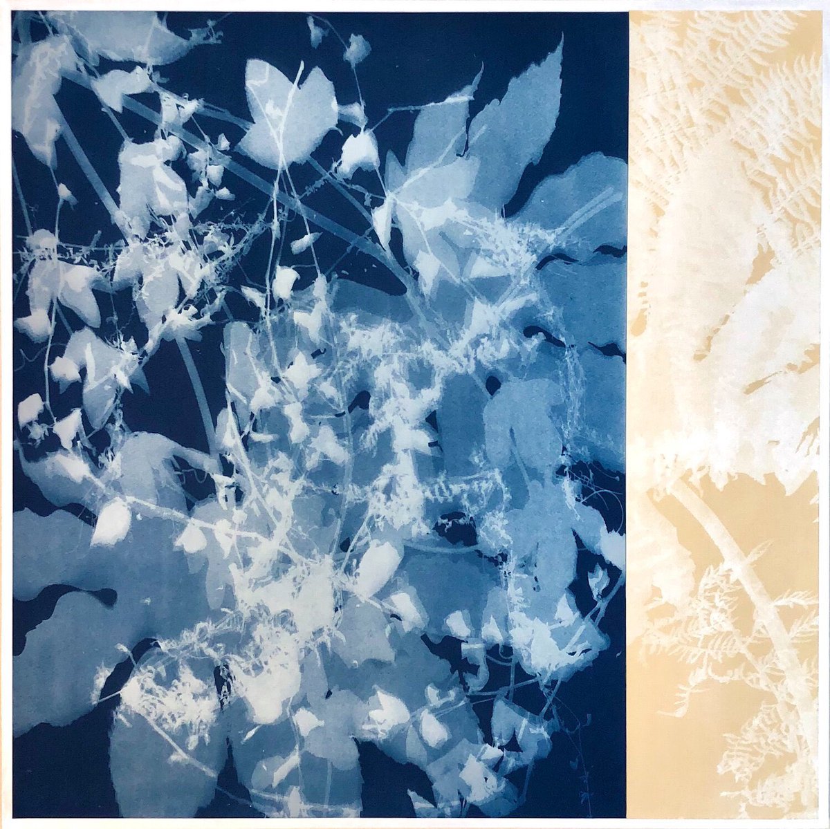 change is the only constant, 2021. cyanotype. christine so