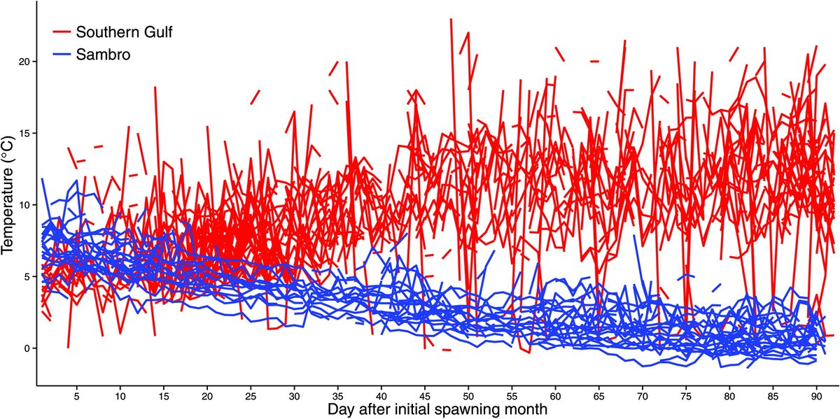 📚 From our Jeff Hutchings retrospective: The survival and growth of Atlantic cod larvae vary between populations exposed to different thermal regimes. Discover how genetic variation influences these responses ▶️ ow.ly/3lT750R7RGn. By Hutchings & @rebekahoomen @scas_scsa