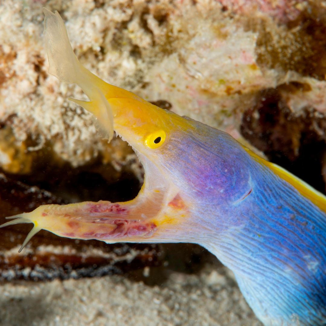 scubadivingmag's tweet photo. Itโs underwater treasure hunting as you search for six fantastic (and odd) fish in the Pacific Ocean! ๐ฏ
Learn more ๐ https://t.co/ftGh41Nz4K
๐๏ธ & ๐ท Richard Aspinall
#ScubaDivingMag #PADI #MarineLife #OddFish #PacificOcean https://t.co/pSmKlCOlVd