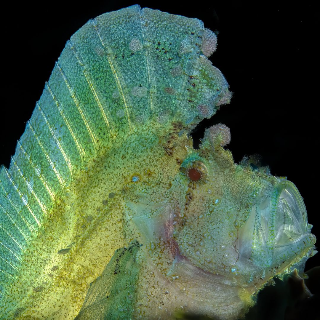 scubadivingmag's tweet photo. Itโs underwater treasure hunting as you search for six fantastic (and odd) fish in the Pacific Ocean! ๐ฏ
Learn more ๐ https://t.co/ftGh41Nz4K
๐๏ธ & ๐ท Richard Aspinall
#ScubaDivingMag #PADI #MarineLife #OddFish #PacificOcean https://t.co/pSmKlCOlVd