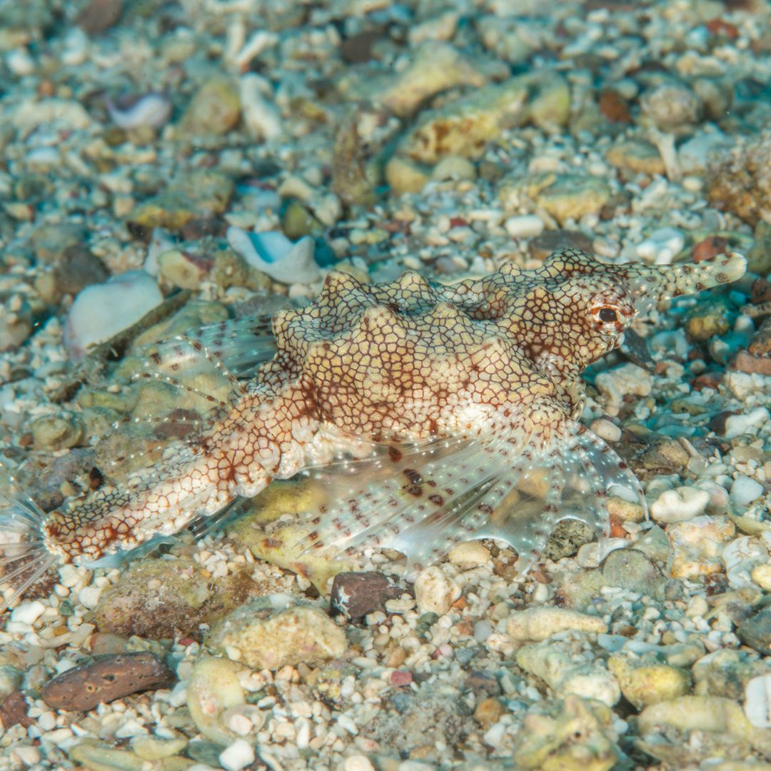 scubadivingmag's tweet photo. Itโs underwater treasure hunting as you search for six fantastic (and odd) fish in the Pacific Ocean! ๐ฏ
Learn more ๐ https://t.co/ftGh41Nz4K
๐๏ธ & ๐ท Richard Aspinall
#ScubaDivingMag #PADI #MarineLife #OddFish #PacificOcean https://t.co/pSmKlCOlVd