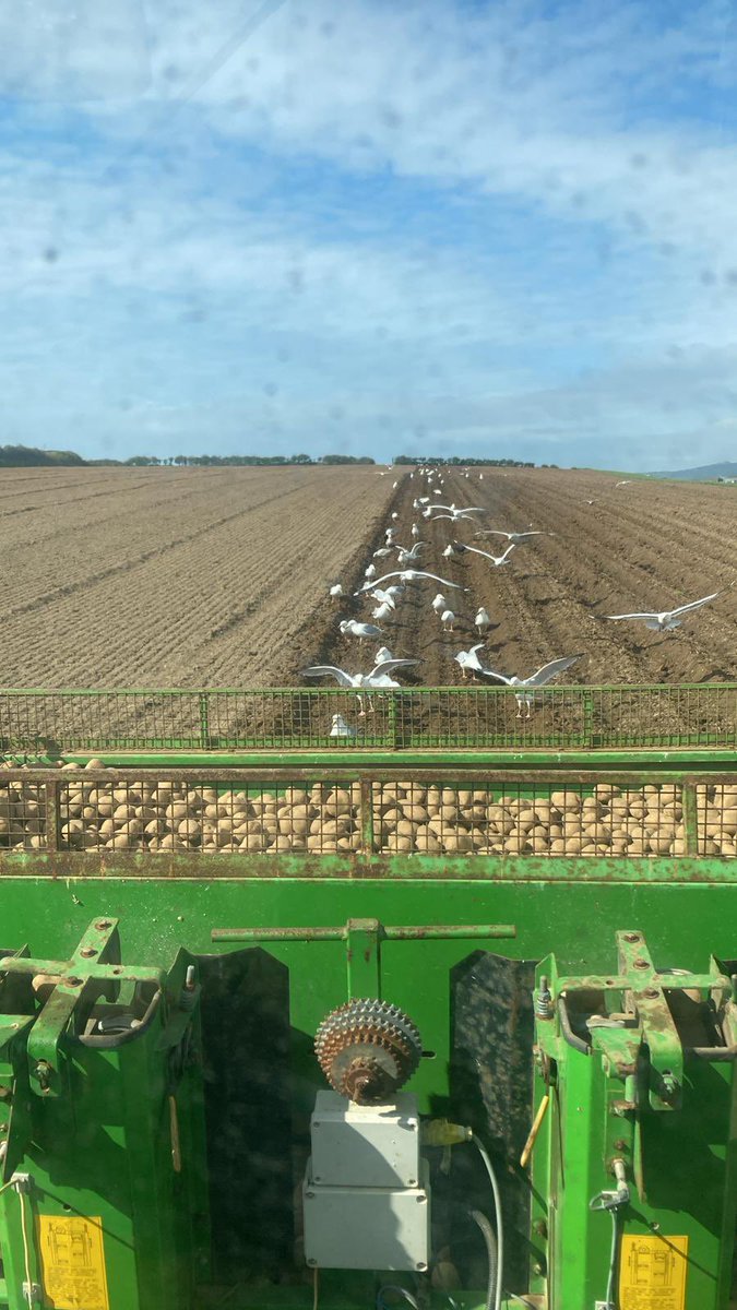 Potatoes 🥔 going in the ground in sunny Wales 🏴󠁧󠁢󠁷󠁬󠁳󠁿 today the weather has finally allowed growers to get some much needed cultivation and planting done ✔️ it’s a joy to behold @AgriiUK #springhassprungatlonglast #preemnextjob