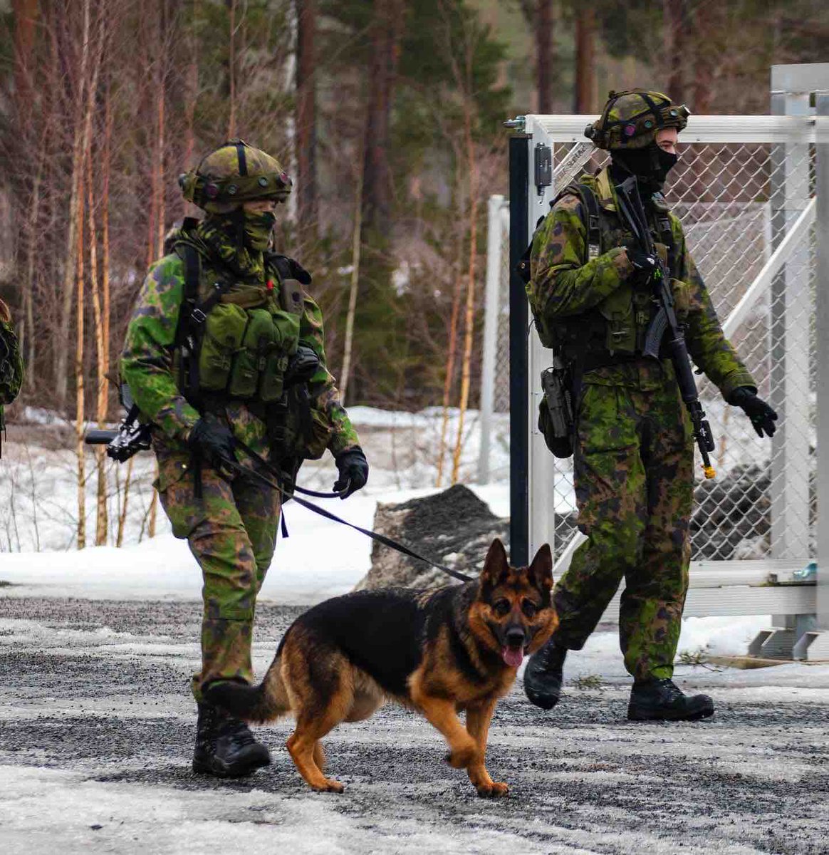 Tänään juhlistamme parhaita nelijalkaisia ystäviämme💚🐶 Maavoimissa työskentelee yli 80 sotakoiraa, toimien mm. partio-räjähde, ja jälkikoirina. Sotakoirat toimivat yhteistyössä ohjaajiensa kanssa ja tekevät kanssamme korvaamatonta työtä. #maavoimat #koiranpäivä #sotakoira