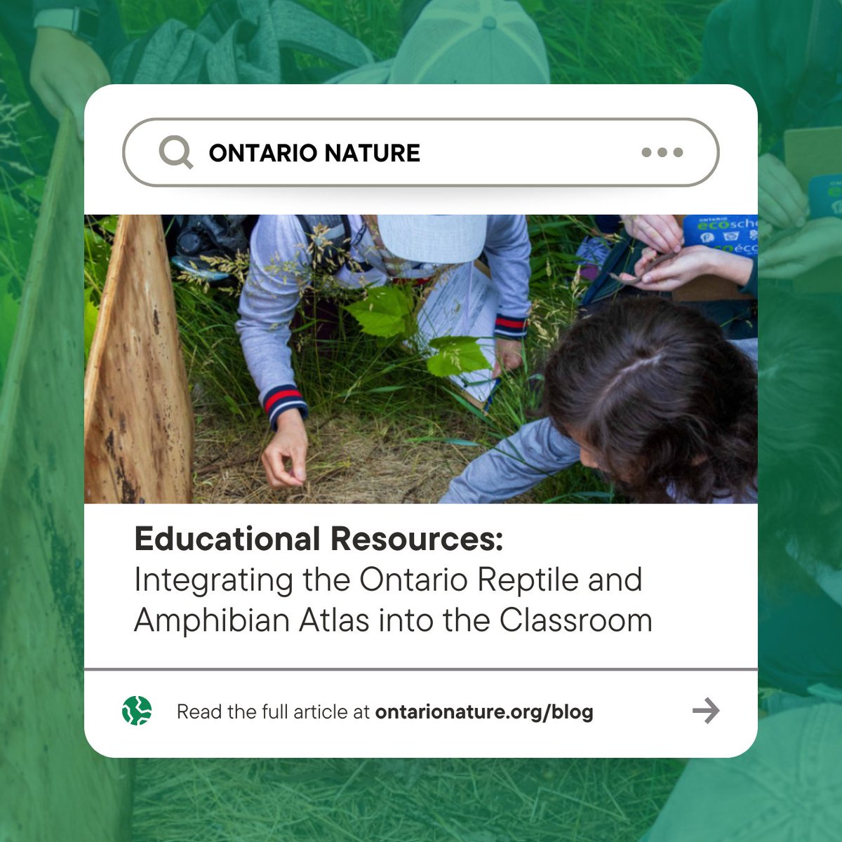 Calling all educators 🗣️ Our latest blog covers how to integrate real-world #conservation efforts, such as the Ontario Reptile and Amphibian Atlas, into educational curricula. Check it out! 👉 ow.ly/IvA250RlwtS