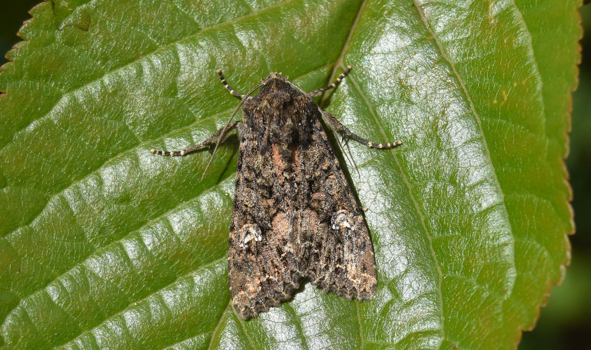 Just had a little photo session outside with last nights Cabbage Moth #mothsmatter