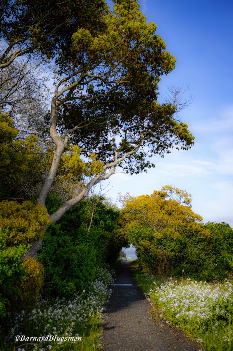 緑のトンネル…。 #浜名湖 #三ヶ日 #浜名湖周遊自転車道 #浜松 #ファインダー越しの私の世界 #はなまっぷ #sigma #sigmafpL #sigma35mmf14dgdnart #lmount #yourshotphotographer #yousawscenes #1x #1x_japan SIGMA fpL SIGMA 35mm F1.4 DG DN | Art