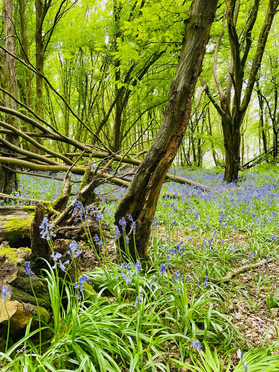 I changed my routine today, so I'm just back from a walk amongst the bluebells. That painful first 500 words of the day is already done, so hopefully the rest will be plain sailing.