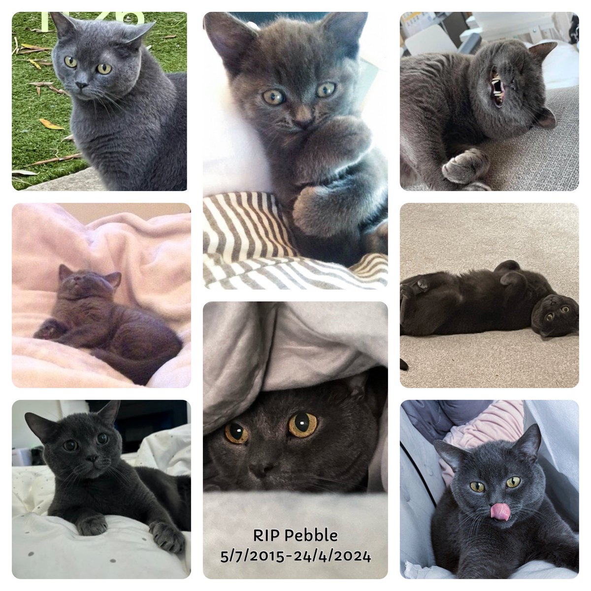 So heartbroken there are no words. I am going to miss him so much.