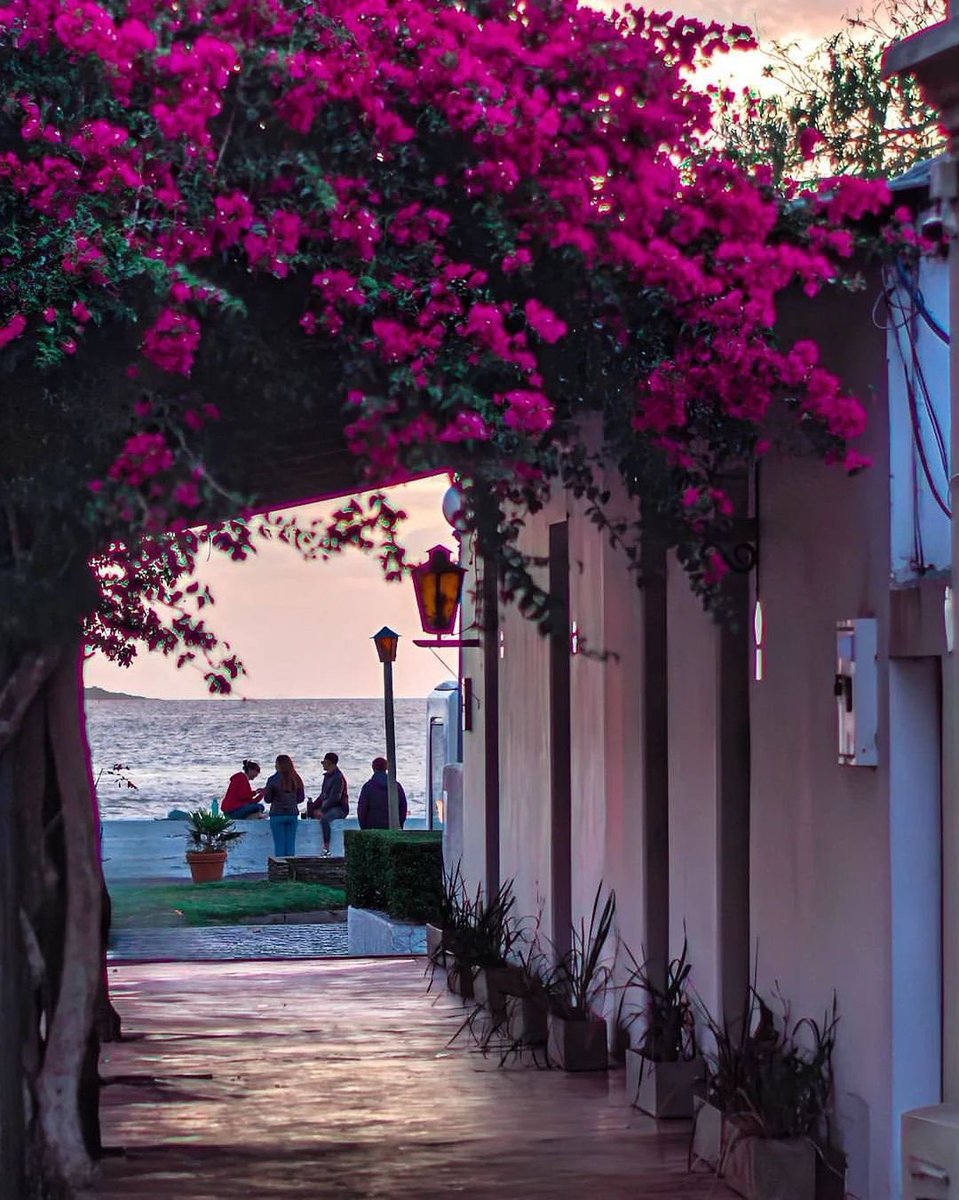 🧉🌺
📍Colonia del Sacramento, Uruguay 🇺🇾