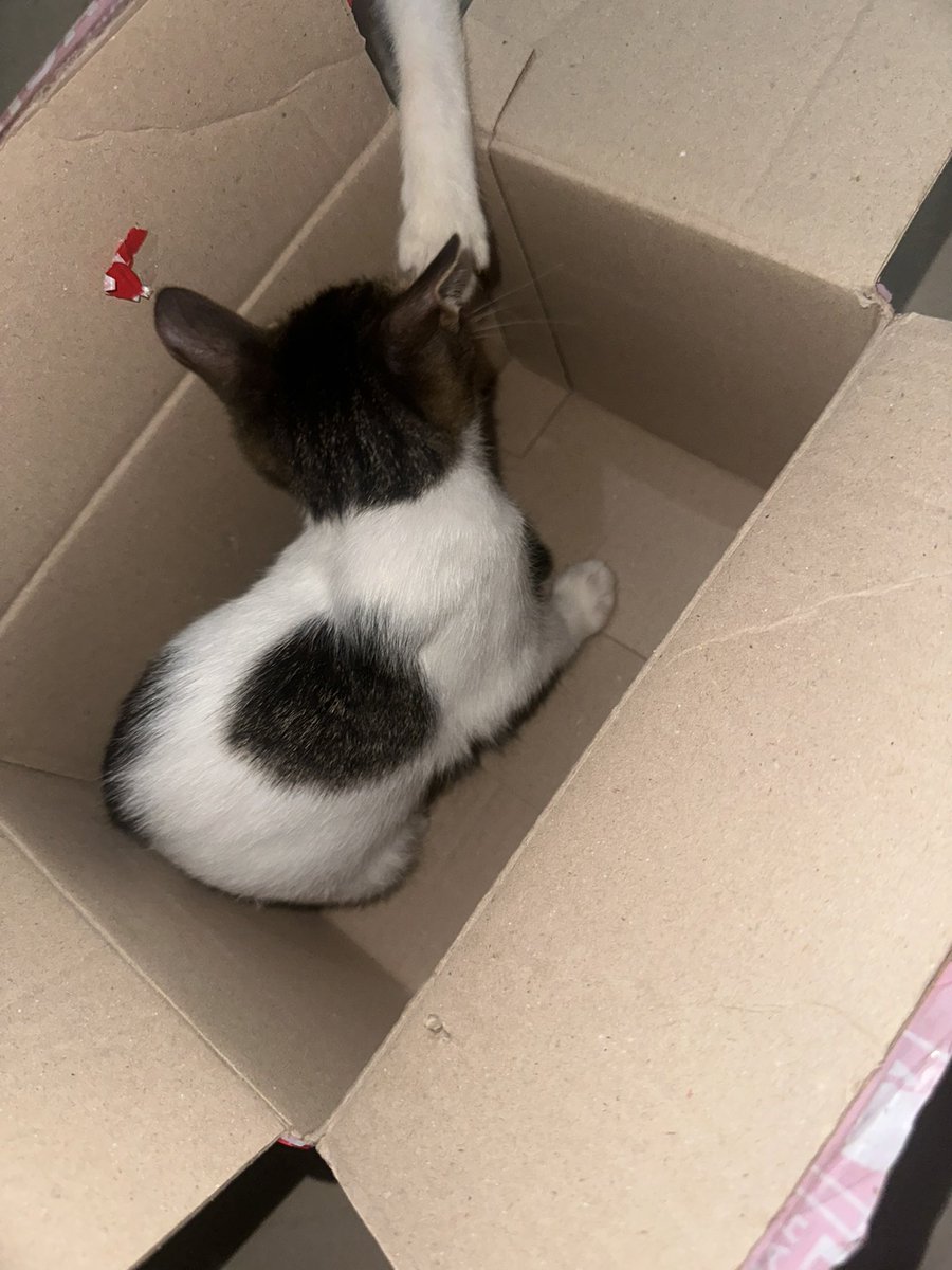 ThingsbyV's tweet photo. Hi @apricotandcoph Starriver VCE  + 8 albums arrived na! Thank you so much for packing it fast and safe! Cheers for the success of your shop! Super worth it lagi umorder 💖

PS. My kitten loves the box 🙂‍↔️

 #ApricotPHFeedbacks
#Pinkaholicupdates https://t.co/EYcezT9CYa