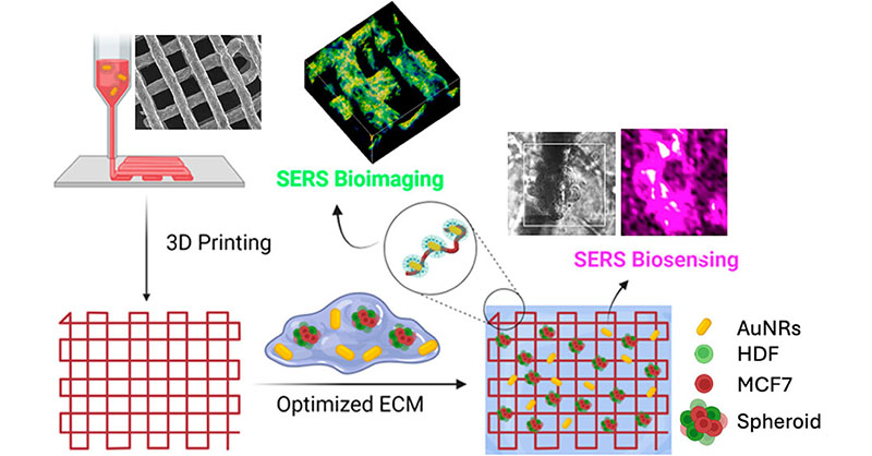 A research team at @LizMarzan_Lab and @CICbiomaGUNE developed a 3D-printed hydrogel-based scaffold incorporated with plasmonic #nanoparticles and SERS tags for biosensing and imaging of 3D #breastcancer cell models. @CIBERBBN @Cgarast

Learn more: go.acs.org/93v