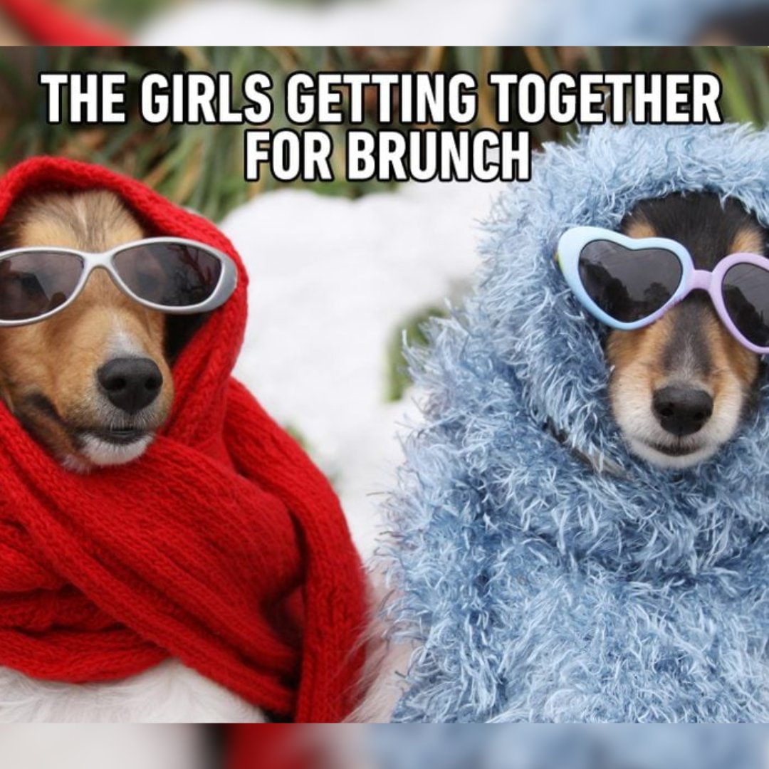 Brunch squad assemble! 🥂 Just a bunch of ladies brunchin' and munchin', because avocado toast won't eat itself! 😂

#BrunchBabes #SquadGoals #AvocadoAddicts #TheDogHousePetSalon #BottomlessMimosas