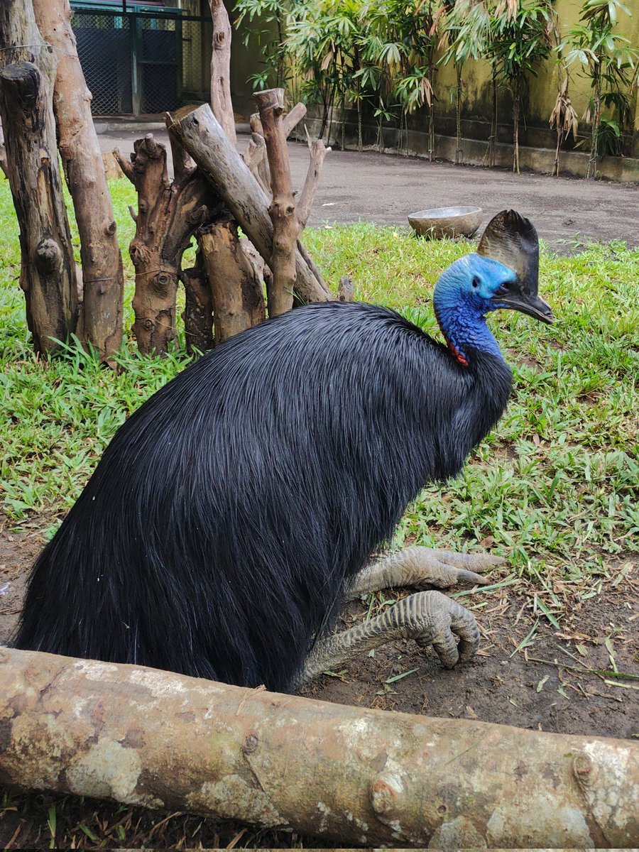 This flightless bird, Kasuari (Cassowary), is the third largest and considered to be the most dangerous. Its three toes bears a long daggerlike nail. There are 3 species, this one is Southern one. Found in Papua, Papua New Guinea and northeastern Australia. #WildlifeWednesday