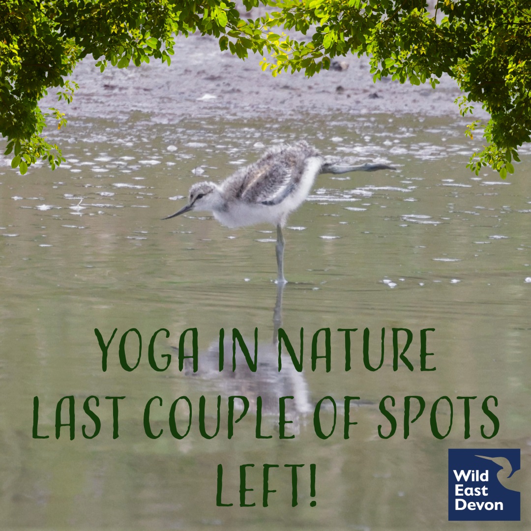 🧘Yoga In Nature 3rd May with the amazing @rebalancewithlynn - wildeastdevon.co.uk/event-detail?e… Worried about the weather? Don't be! We have the use of our amazing Reedbase centre which will be warm and dry but with the benefit of being surrounded by our amazing nature reserve! 🌿