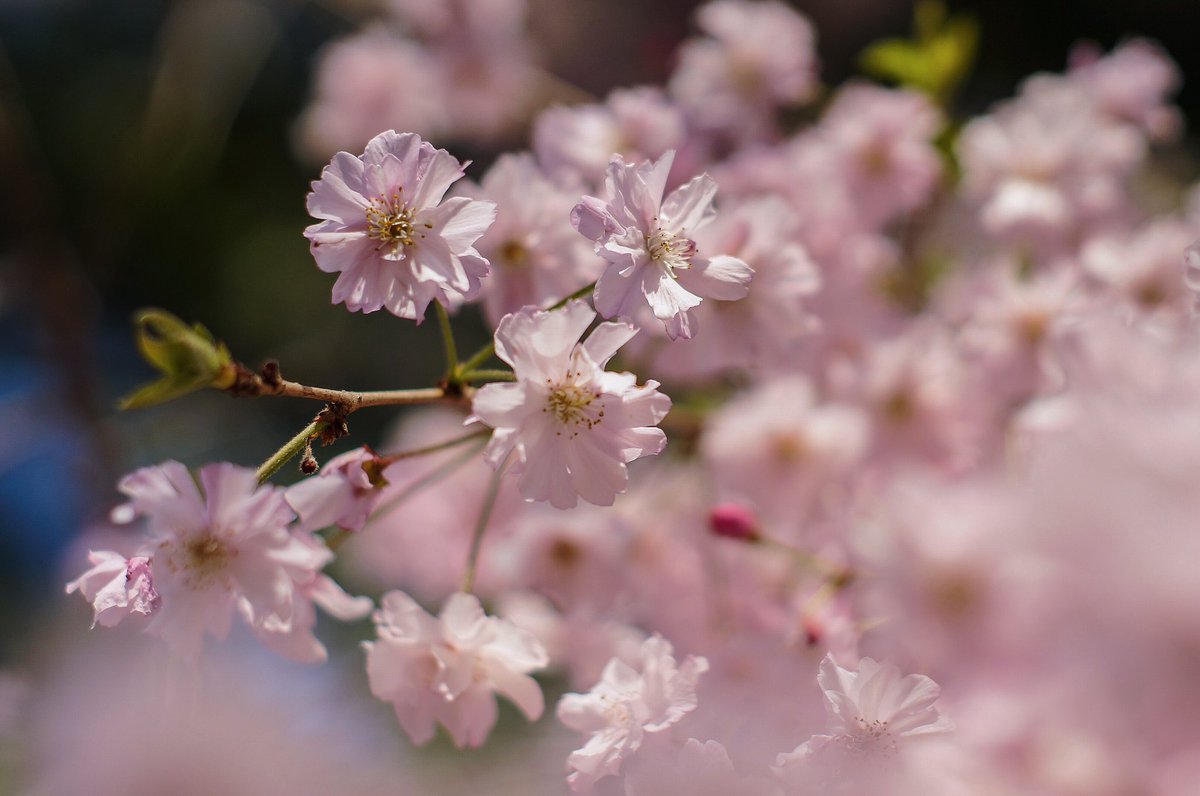 #photo
#photography
#オールドレンズ 
#キリトリセカイ 
#写真好きな人と繋がりたい
#カメラ好きな人と繋がりたい
#ファインダー越しの私の世界

.