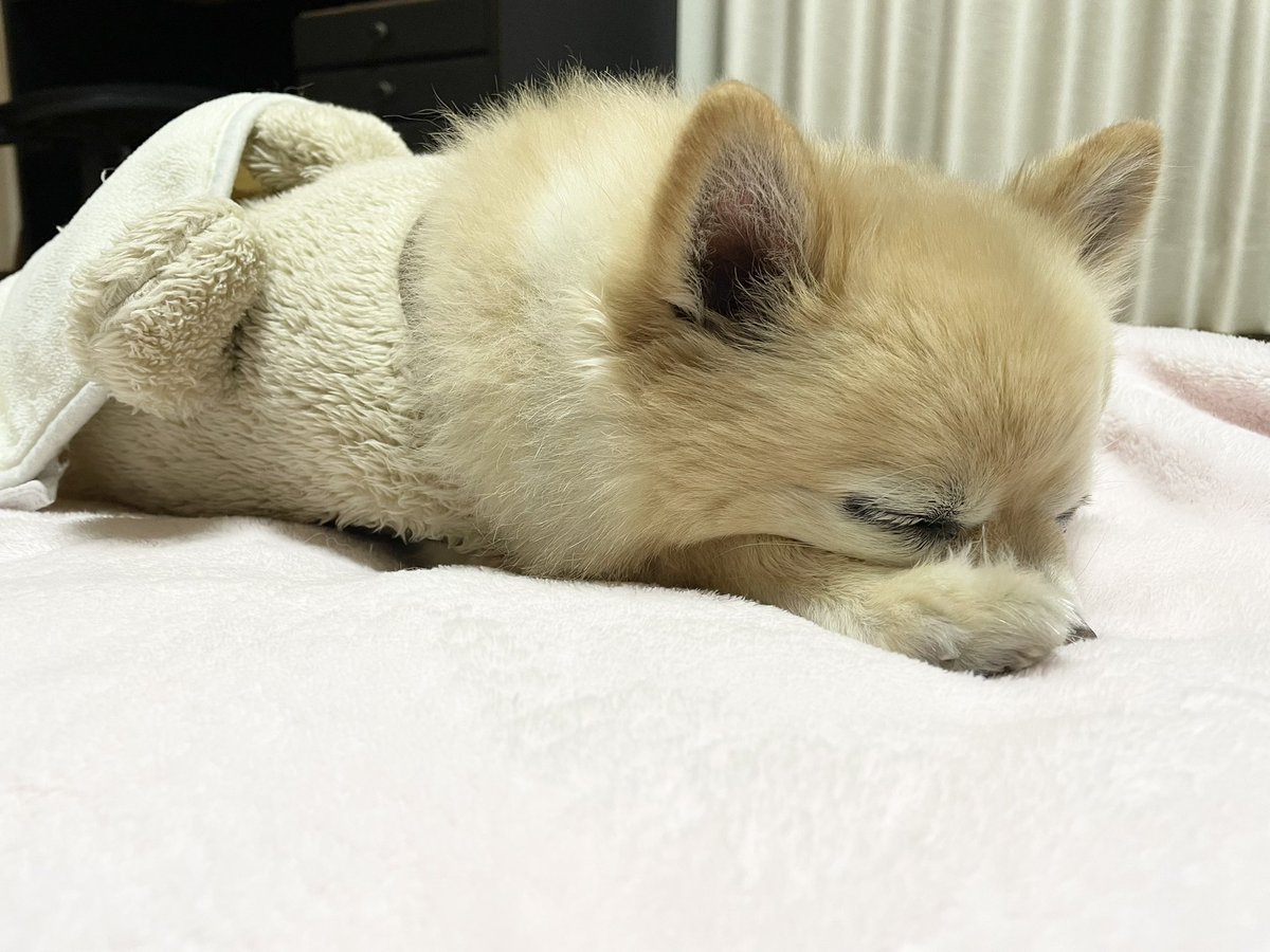 chacha20180101's tweet photo. 実はチャチャくん、少しの間療養してました😢🏥💊
ずっと良くならなくて、このまま治らなかったらどうしようかと思った😭 https://t.co/Y7BfCDCuBL