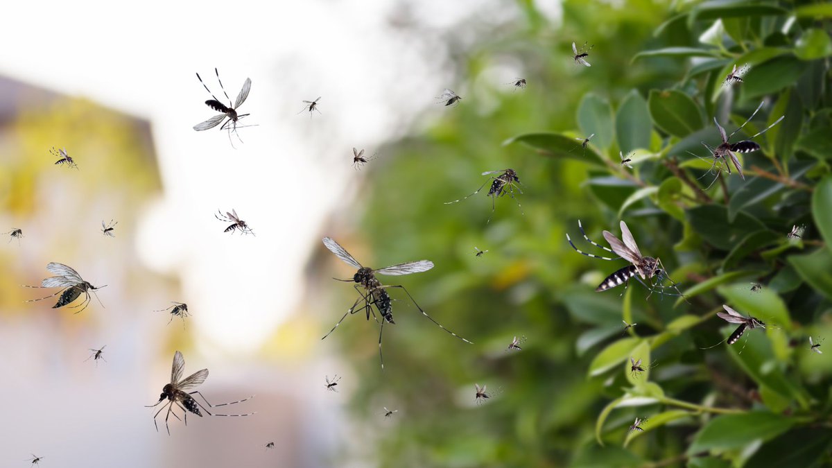 It's almost mosquito season! 🦟 Check out our top tips for keeping mosquitoes away and protecting your home this summer. Stay bite-free! bit.ly/49QWtuE